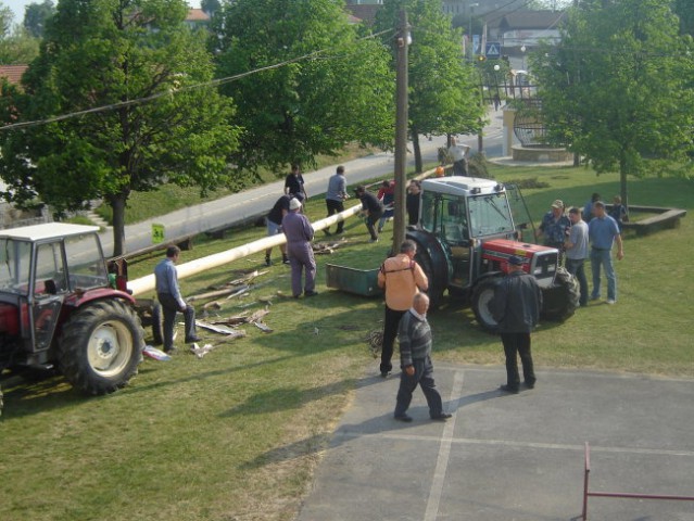 Postavitev prvomajskega drevesa 2007 - foto