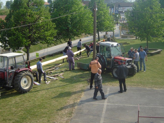 Postavitev prvomajskega drevesa 2007 - foto povečava