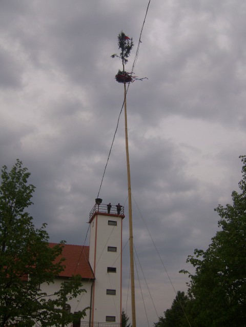 Postavljanje prvomajskega drevesa 2009 - foto