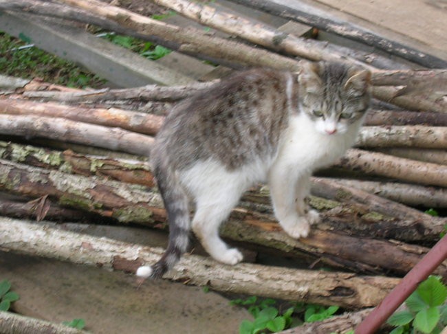 Stegne - ta mali (10) + črn (9) - foto povečava