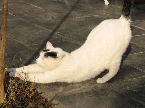 Mačka Mica - foto