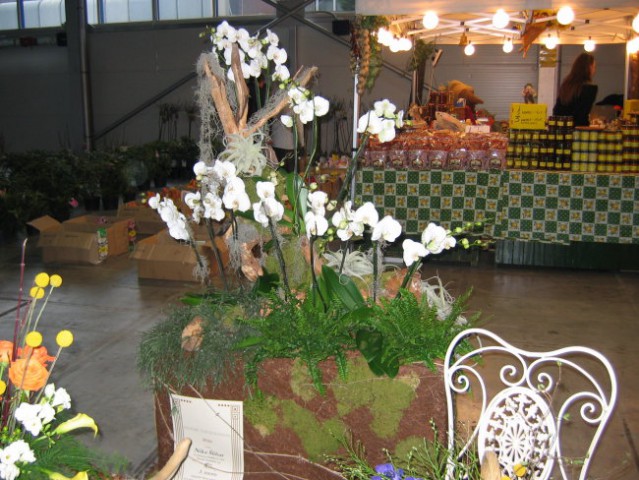 Celje flora 2008 - foto