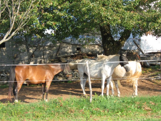 Brčinske zverinice - foto