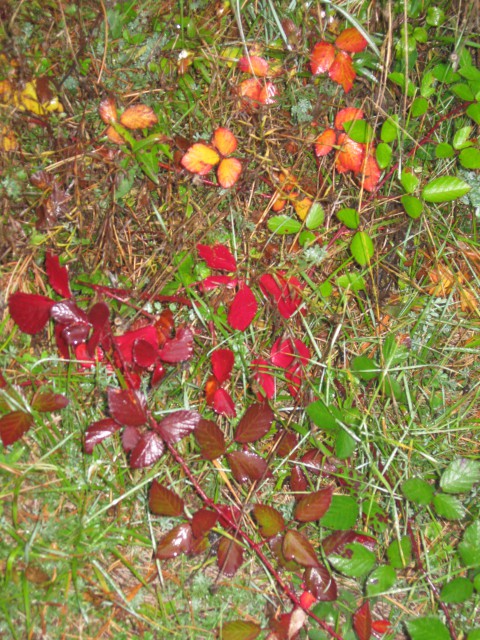 JESENSKA ROBIDA