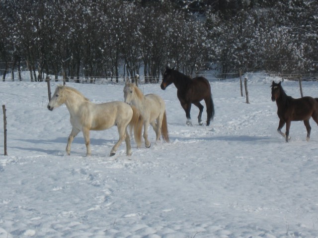  naši konji - foto