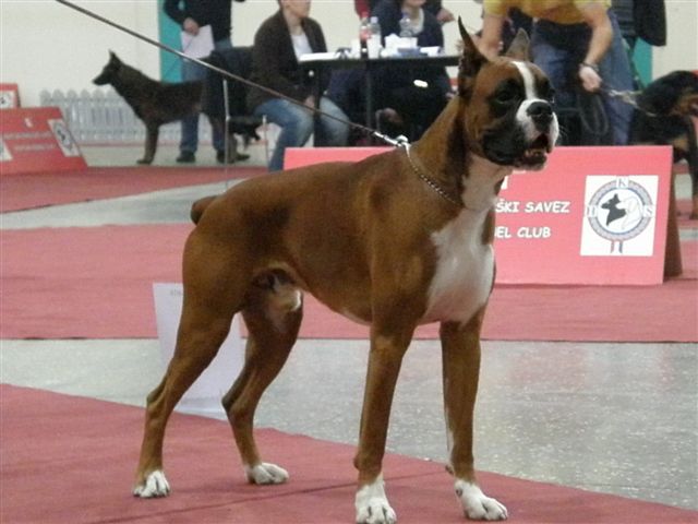 CACIB Zagreb, 21. in 22.11.2009 - foto povečava
