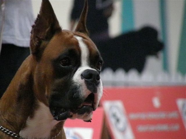 CACIB Zagreb, 21. in 22.11.2009 - foto povečava