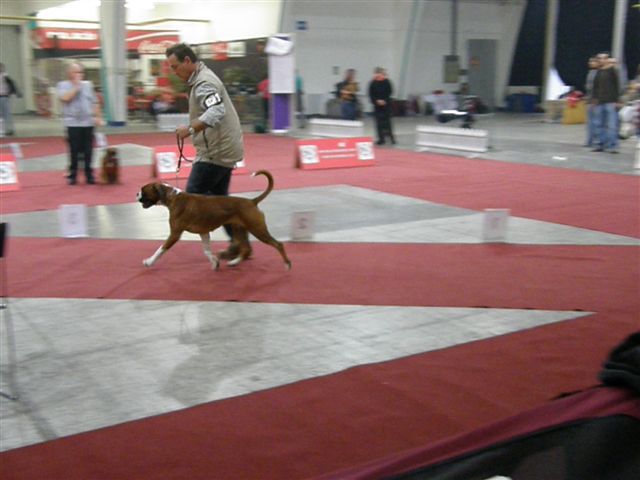 CACIB Zagreb, 21. in 22.11.2009 - foto