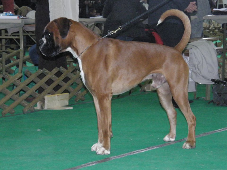 Jarabe di Boxerita