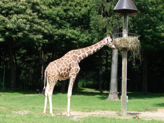 Neo v Zoo - foto