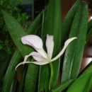 orhideje 2008