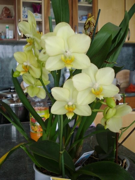 Kupljena v Kalii januarja,na dnevih orhidej,še zdaj cvete!