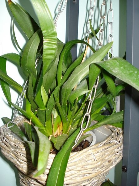 Tud ena izmed 1.orhidejc,kupljena znižana