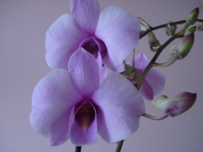 Orhideje 2008 - foto povečava