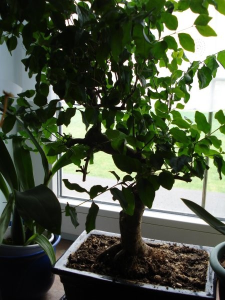 Moj 1.bonsai