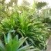 Tropski vrt Ocean Orhids Dobrovnik