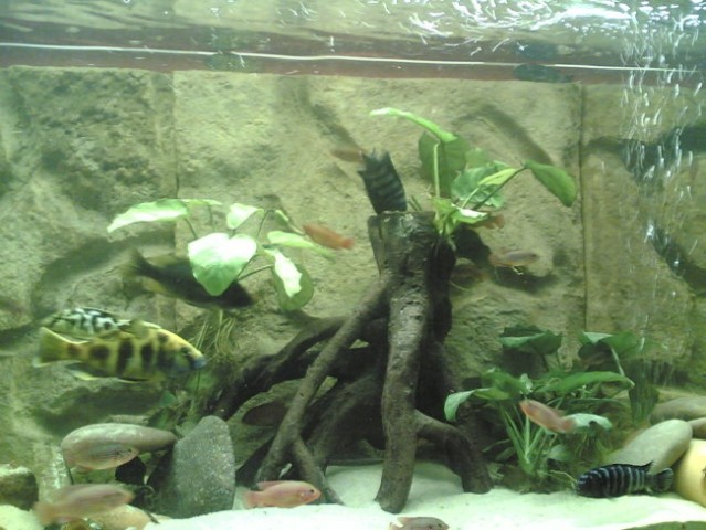 Nimbochromis venustus v vsej svoji lepoti