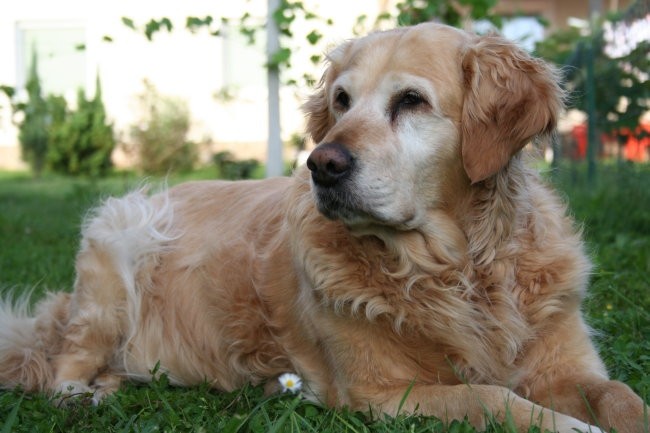 Razno - foto povečava