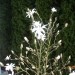 Magnolija