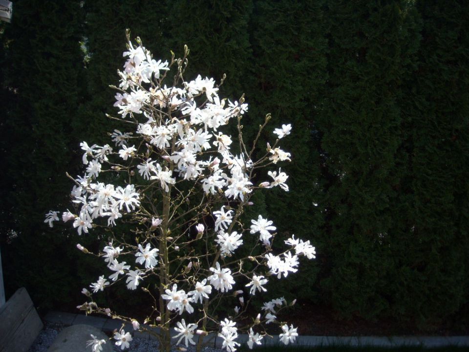 Magnolija