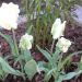 Tulipani