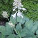 Hosta