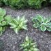 Hosta