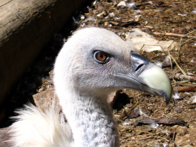 ZOO - foto povečava