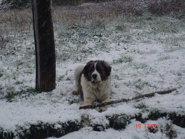 ZIMA 2007-Pika - foto povečava