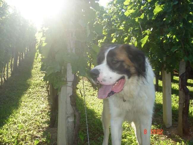 V vinogradu-Luka-Pika - foto povečava