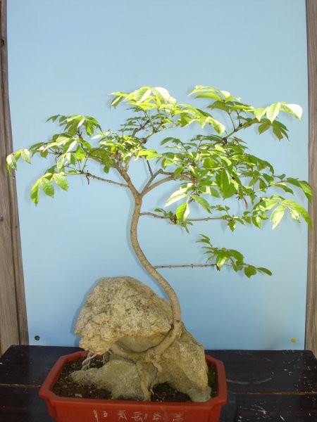 Moji-bonsai - foto