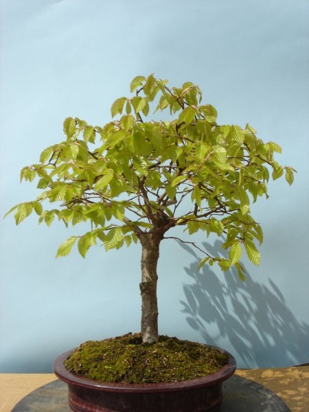 Moji-bonsai - foto