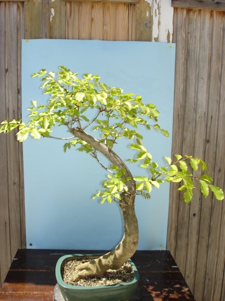 Moji-bonsai - foto povečava