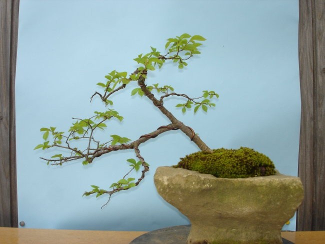 Moji-bonsai - foto povečava