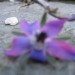 Borago officinalis - Borač
Avtor: potonka
rastline.mojforum.si