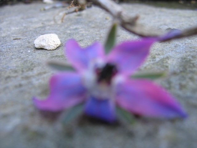 Borago officinalis - Borač
Avtor: potonka
rastline.mojforum.si