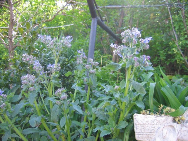 Borago officinalis - Borač
Avtor: potonka
rastline.mojforum.si