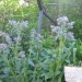 Borago officinalis - Borač
Avtor: potonka
rastline.mojforum.si