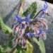Borago officinalis - Borač
Avtor: solinar
rastline.mojforum.si