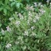 Salvia officinalis - žajbelj