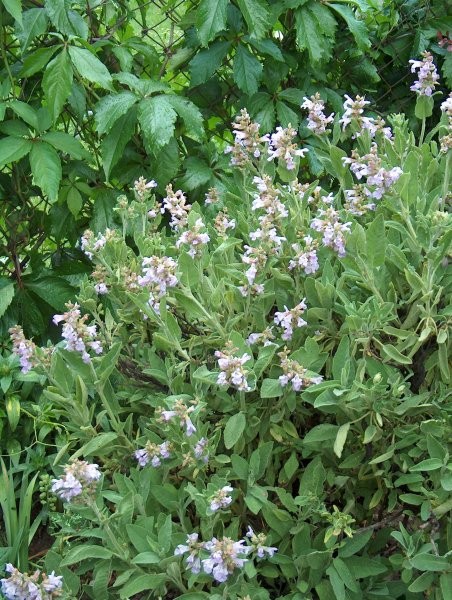 Salvia officinalis - žajbelj
Avtor: katrinca
rastline.mojforum.si