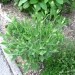 Salvia officinalis - žajbelj
Avtor: muha
rastline.mojforum.si
