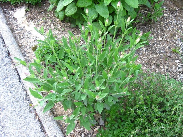 Salvia officinalis - žajbelj
Avtor: muha
rastline.mojforum.si