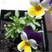 Viola tricolor L. - Divja mačeha