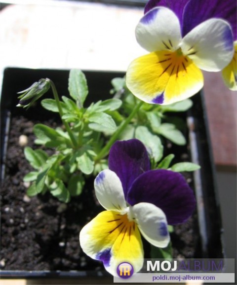 Viola Tricolor herba - Divja mačeha
Avtor: Leon56
rastline.mojforum.si
