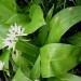 Allium ursinum L. - Čemaž