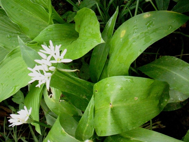Allium ursinum L. - Čemaž
Avtor: katrinca
rastline.mojforum.si