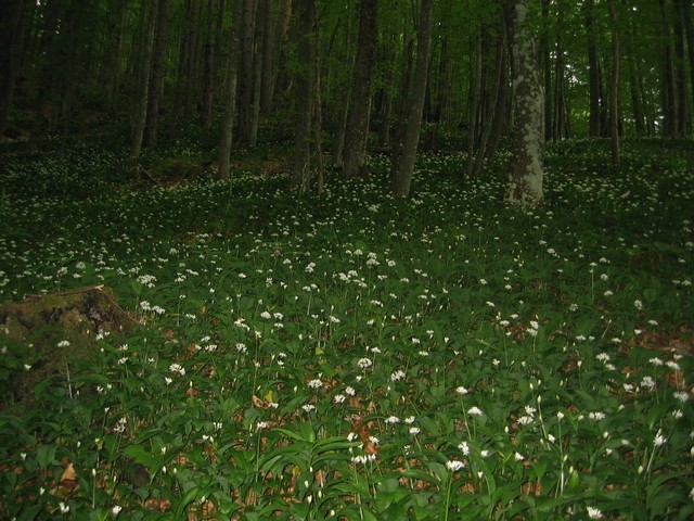 Allium ursinum L. - Čemaž
Avtor: zupka
rastline.mojforum.si