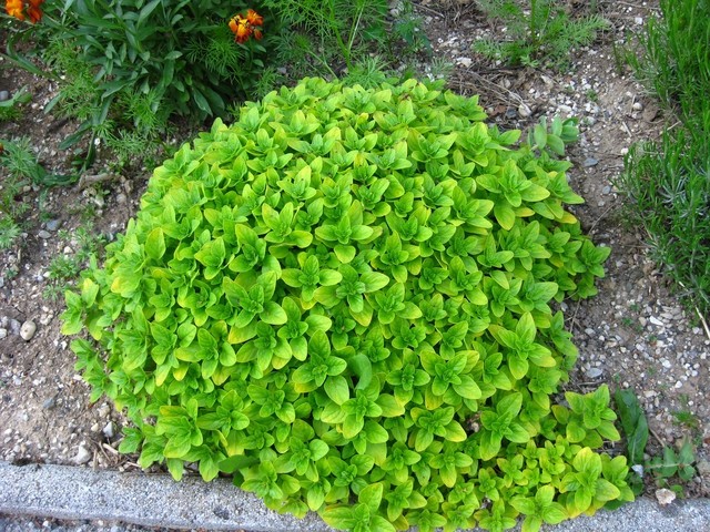 Origanum - Origano
Avtor: muha
rastline.mojforum.si
