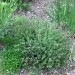 Thymus vulgaris - timijan
Avtor: muha
rastline.mojforum.si